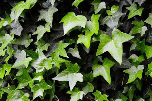 常春藤图片,常春藤图片高清大图