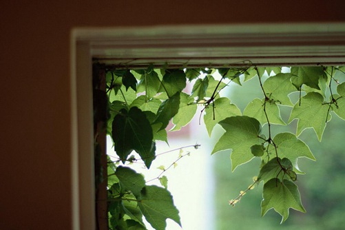 常春藤图片,常春藤图片高清大图