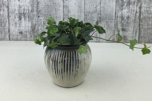 常春藤图片,常春藤图片高清大图