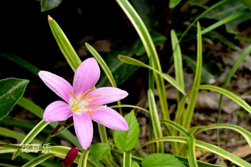 会预测下雨的韭莲花图片大全,韭莲高清图片大