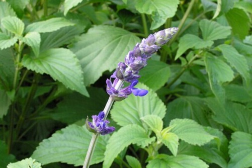 “猫薄荷”是什么?猫吃了“猫薄荷”为什么会发疯?