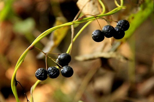 教你慧眼辨别蝙蝠葛,蝙蝠葛的功效介绍