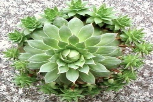 观音莲夏天怎么养?把握以下技巧,一定安然度夏