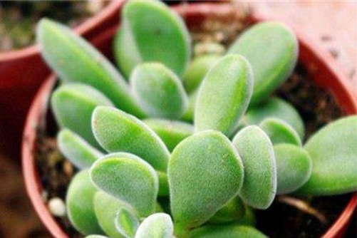 若歌诗的繁殖方法?方法对,一路惊喜一路风景!