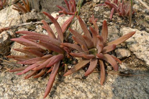 开在屋顶的花,瓦松怎么繁殖?