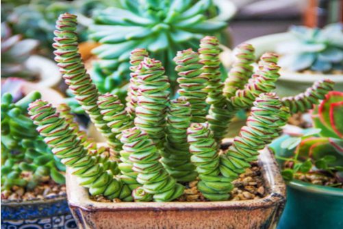 钱串怎么爆盆？通过“砍头”，你的钱串就成聚宝盆了！