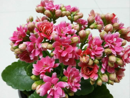 长寿花这样做,开花多到爆!长寿花催花方法大全