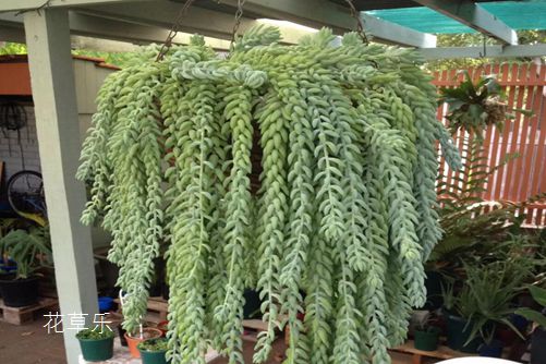 瀑布一样的多肉翡翠景天怎么养,挂起来美到爆却不能碰