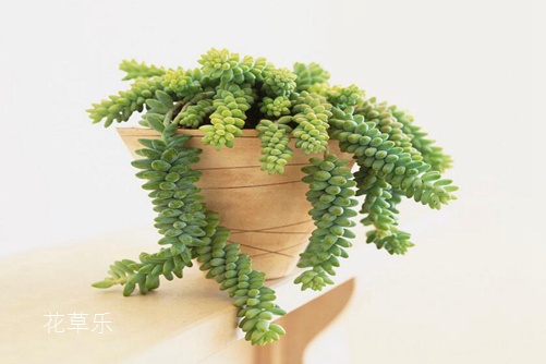 瀑布一样的多肉翡翠景天怎么养,挂起来美到爆却不能碰