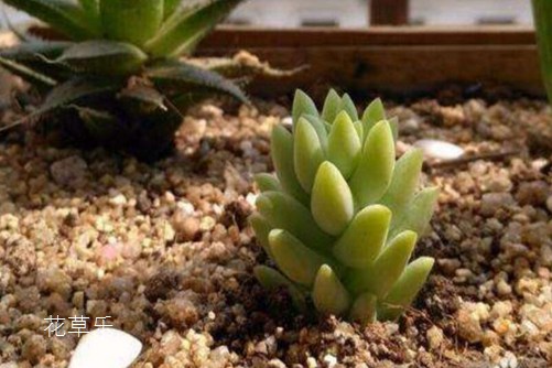 瀑布一样的多肉翡翠景天怎么养,挂起来美到爆却不能碰