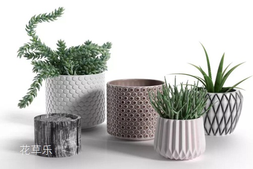 瀑布一样的多肉翡翠景天怎么养,挂起来美到爆却不能碰