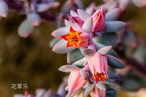 你见过霜之朝开花吗?据说见过霜之朝开花的人都很幸福!