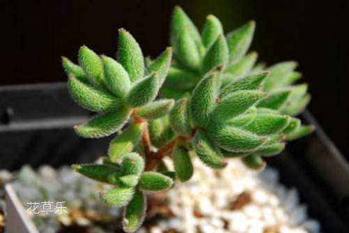 绵里不藏针,绒针会开花吗?绒针徒长了怎么办?