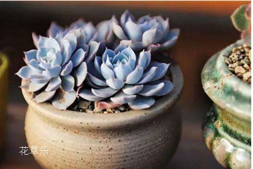 多肉屌丝也可逆袭,蓝石莲施好肥,屌丝也可成女神