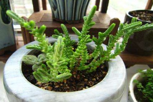 学会若绿怎么施肥和繁殖方法,你家一见发财的若绿会让你财源滚滚