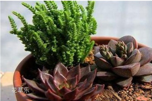 学会若绿怎么施肥和繁殖方法,你家一见发财的若绿会让你财源滚滚