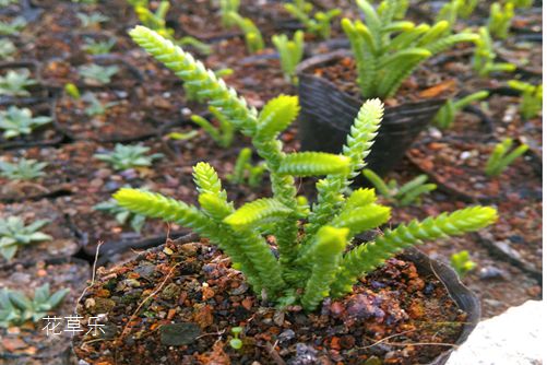 学会若绿怎么施肥和繁殖方法,你家一见发财的若绿会让你财源滚滚