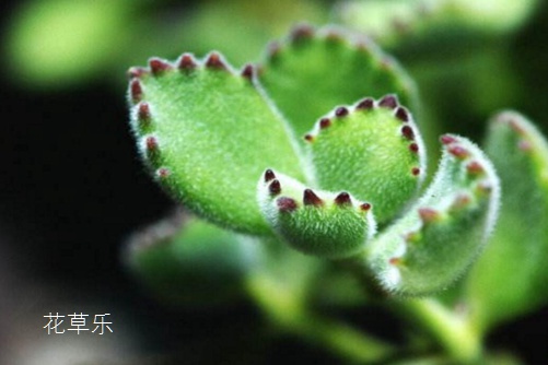 多肉熊掌花怎么修剪和摘心,才会很快长出熊掌一样的“红爪子”