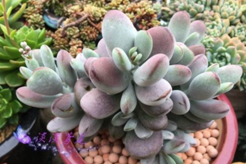 福娘系多肉怎么养? 用这个法子,个个都可以变成肉界“吴彦祖”