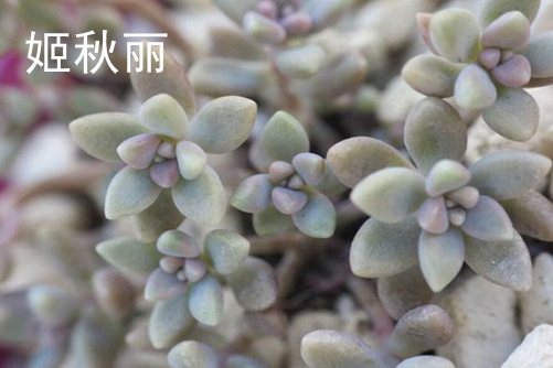 姬秋丽和丸叶姬秋丽的区别,从叶片、颜色和花朵三方面辨别