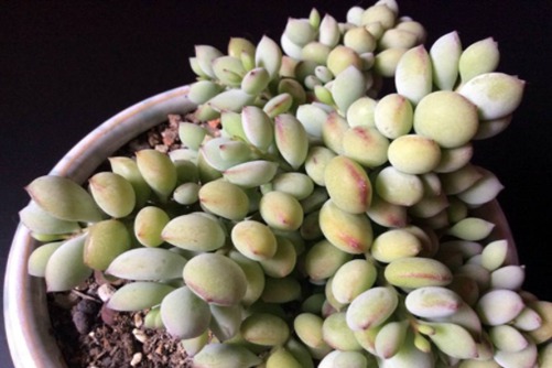 福娘多肉品种大全,你最喜欢哪一种?