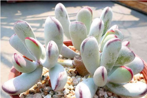 福娘多肉品种大全,你最喜欢哪一种?