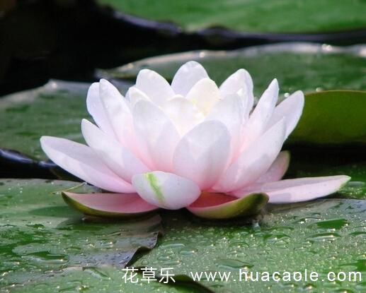 花语大全:睡莲花语