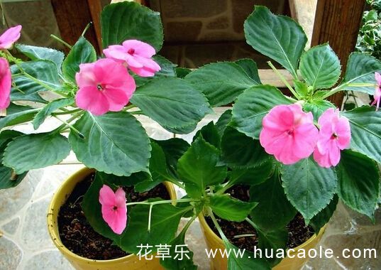 凤仙花花语大全:非洲凤仙花的花语是什么