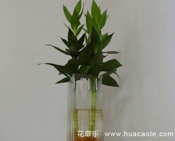 花语大全:莲花竹的花语及寓意