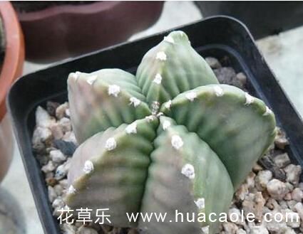 仙人掌花语大全:鸾凤玉花语