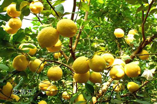 我的的柠檬盆栽被柠檬果压弯了腰。柠檬盆栽怎么养?才能硕果累累