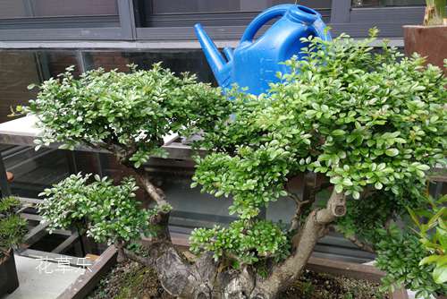 对节白蜡一到春天就疯长,怎样让其长期保型达到最佳观赏效果