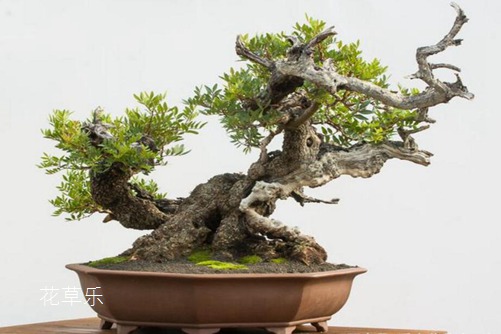 “才貌双全”的黄连木怎么养?黄连木盆景制作和养护方法介绍