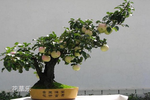 果树盆景与一般盆景有何区别,怎样才能提高其观赏效果?