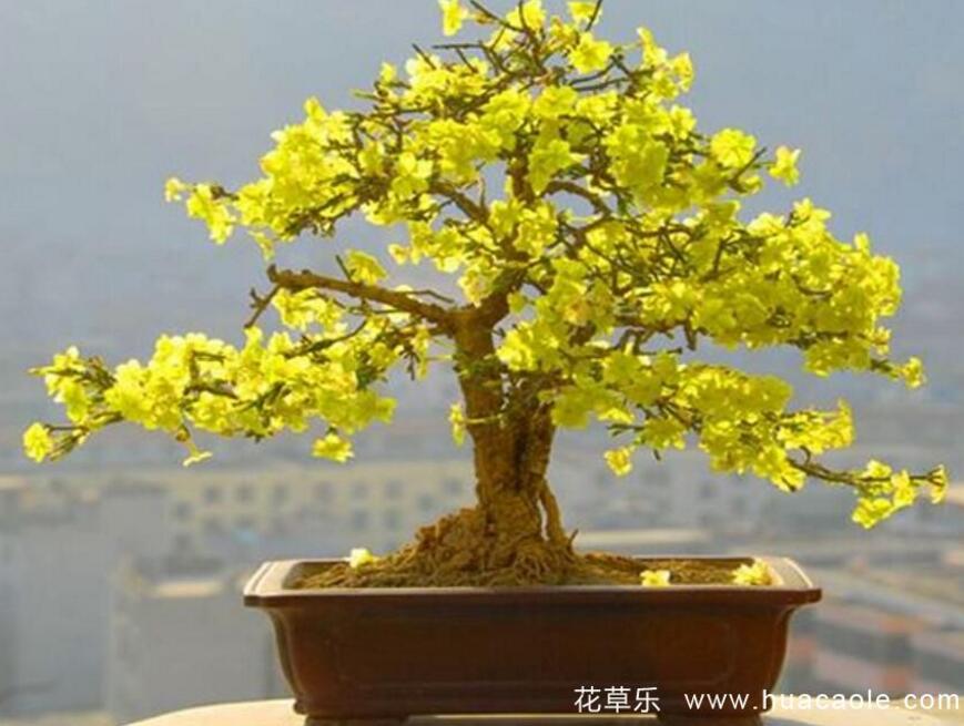迎春花怎样养?迎春花盆景的养护与管理