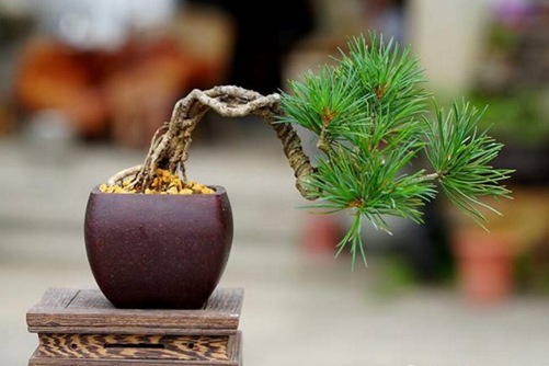 五针松怎么养?五针松的养护与管理