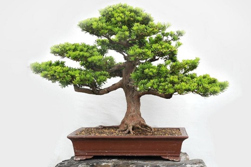 罗汉松寓意是什么?罗汉松的花语介绍