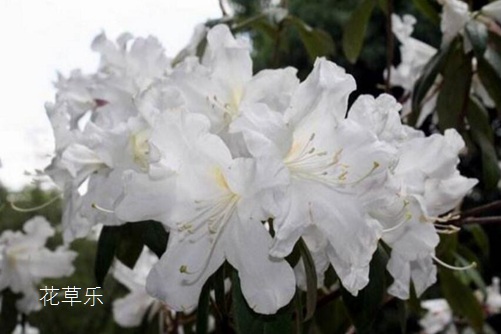 杜鹃花与有毒吗?杜鹃盆景可以在室内养殖吗?