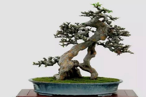 夏季榆树的养护与管理,如何让榆树安全渡夏