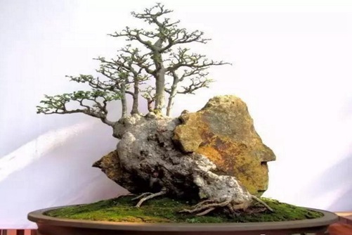 夏季榆树的养护与管理,如何让榆树安全渡夏