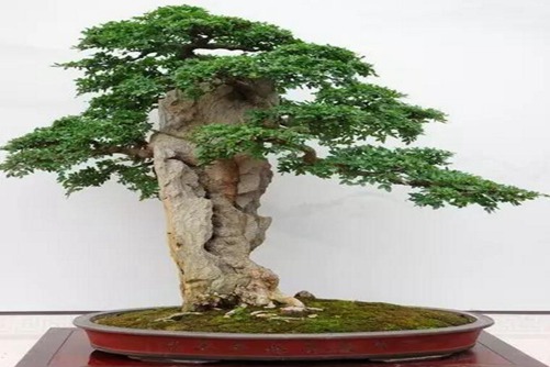 夏季榆树的养护与管理,如何让榆树安全渡夏