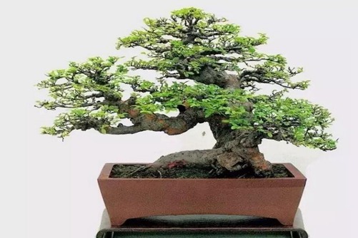 夏季榆树的养护与管理,如何让榆树安全渡夏