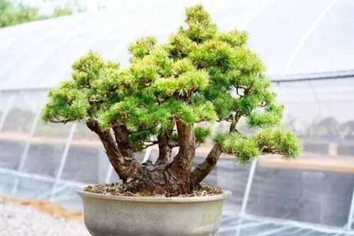 五针松有哪些养护要点,养好五针松你一定要懂这5个方面
