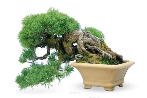 五针松有哪些养护要点,养好五针松你一定要懂这5个方面