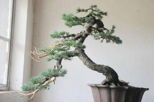 五针松有哪些养护要点,养好五针松你一定要懂这5个方面